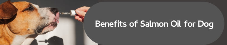 The Benefits of Salmon Oil for Dogs: A Nutritional Powerhouse