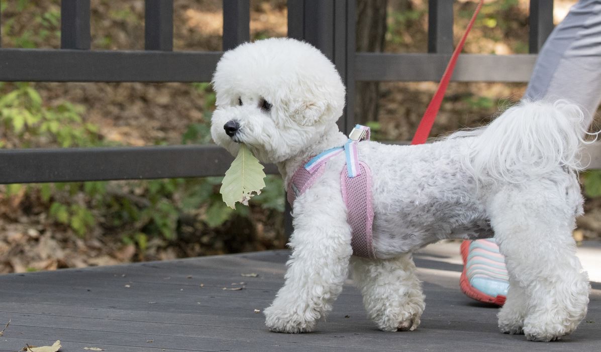 Dog Friendly Places in Dubai