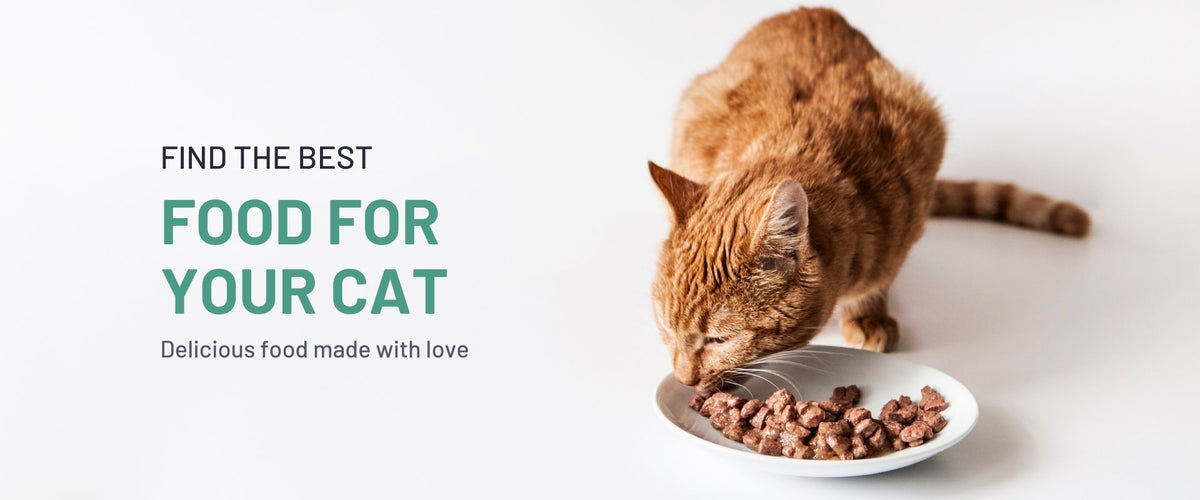 Healthy Cat Food Options: Nourishing Your Feline Friend