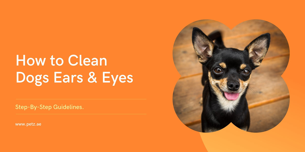 How to Clean Dogs Ears & Eyes