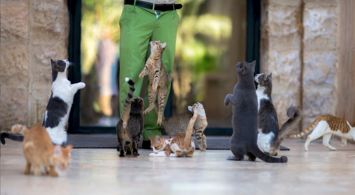 How High Can Cats Jump?