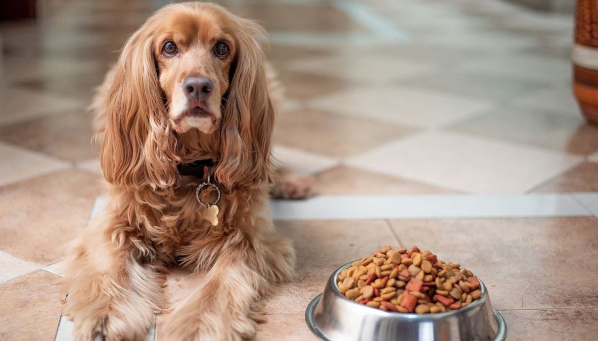 Adding Water to Wet Dog Food - Dos and Don’ts