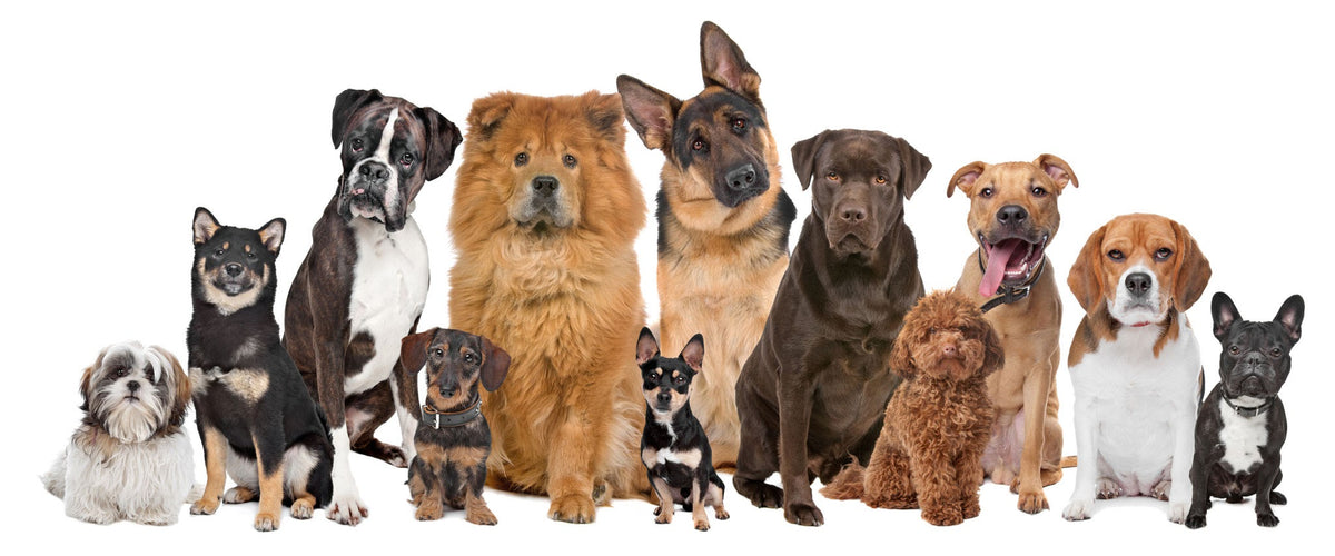 Unveiling the Best Royal Canin Dog Food in the UAE: A Pawsitively Royal Feast for Your Furry Friend