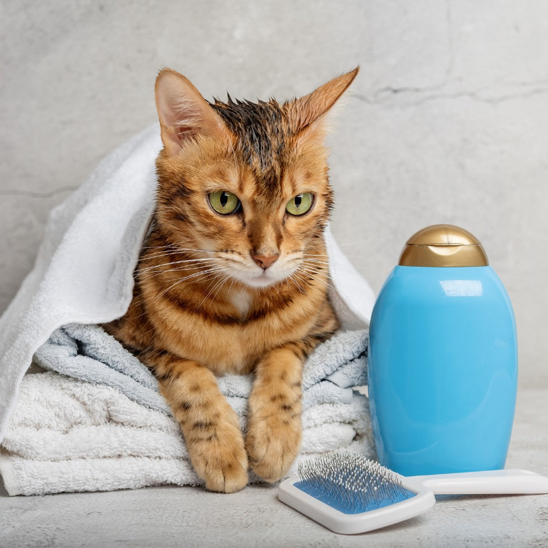 Buy Cat Shampoo & Conditioners Petz.ae