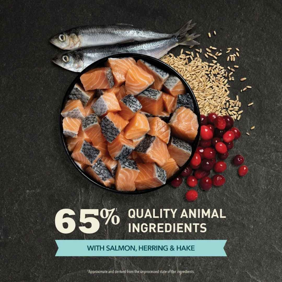 Image of Acana Bountiful Catch Wild-Caught Salmon, Herring & Hake Adult Dry Cat Food - A premium dry cat food designed to support overall health with high-quality fish protein and essential nutrients.