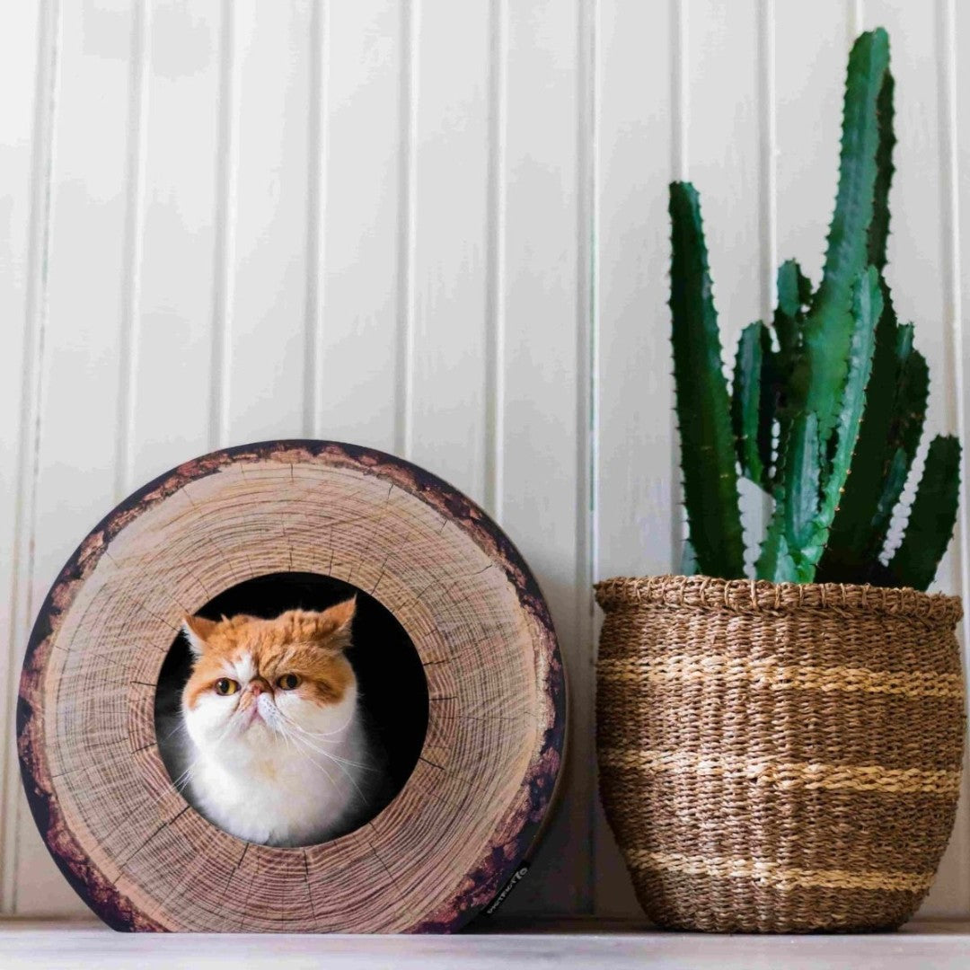 District 70 Trunk Cardboard Cat Scratcher - AD 2
