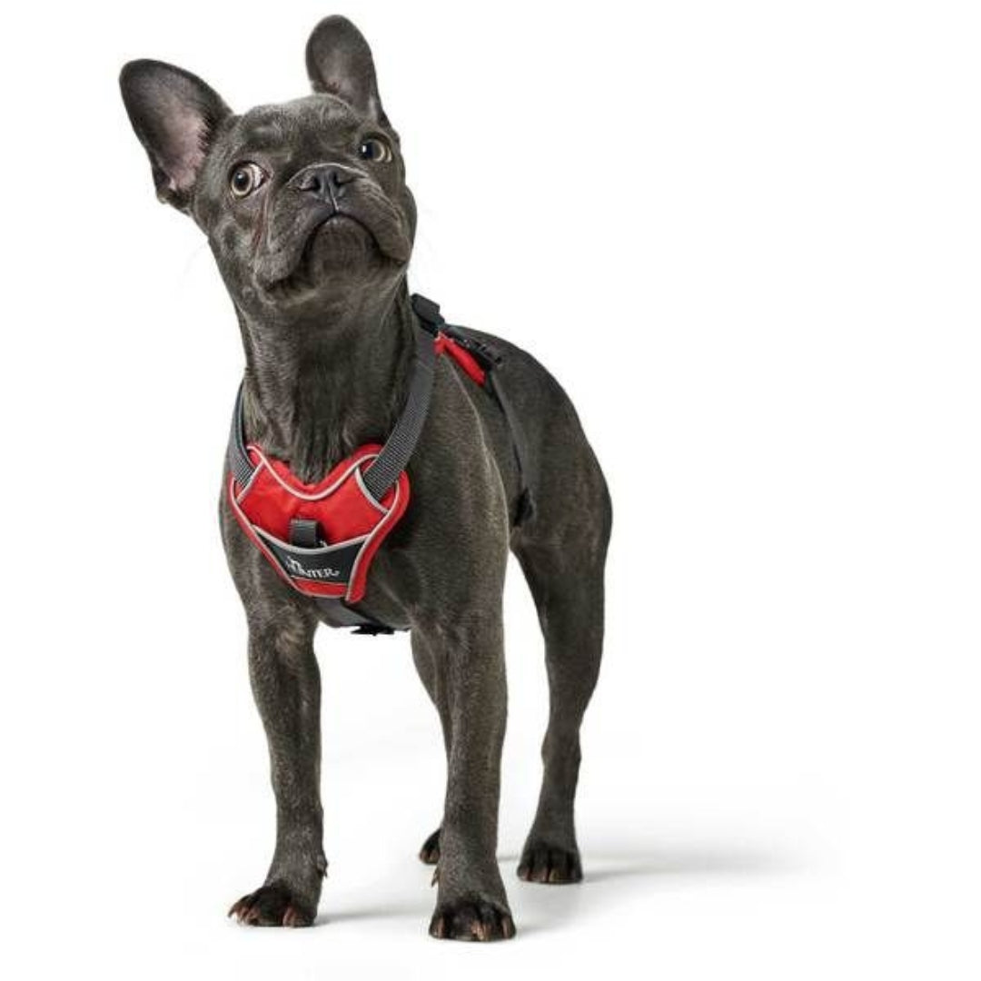 Hunter Divo Dog Harness - Red- AD