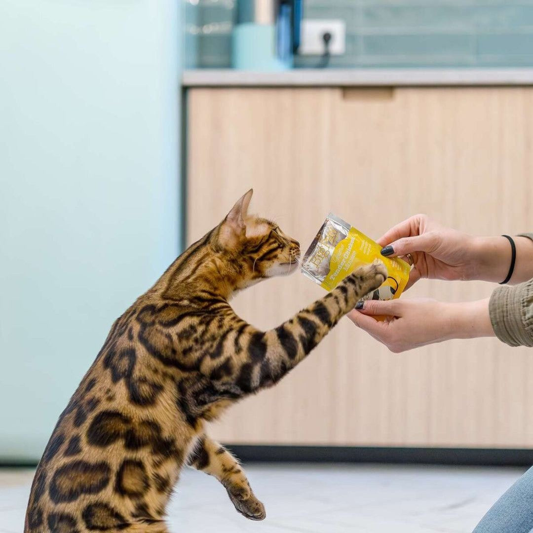 Little Big Paw Gourmet Chicken Mousse Cat Wet Food - Premium Feast for Feline Royalty in Dubai, 85g