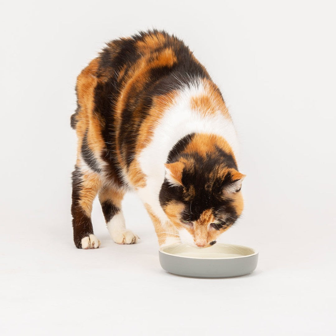 Elevate your pet's dining experience with the Scruffs Classic Pet Saucer—a perfect blend of classic charm and modern convenience.