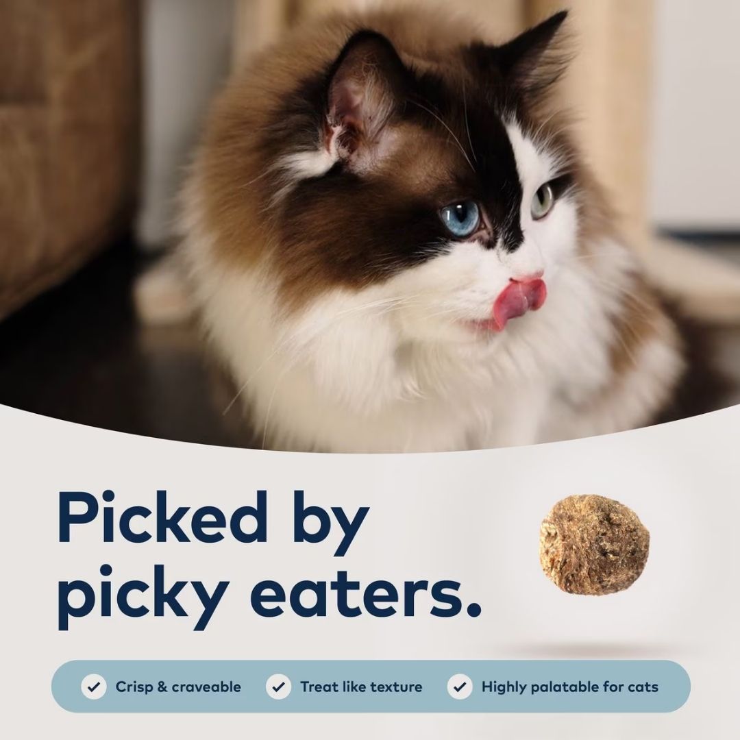 Close-up of ZIWI Peak Chicken & Mackerel Cat Food texture with light, crunchy, air-dried bites for easy feeding and premium nutrition.
