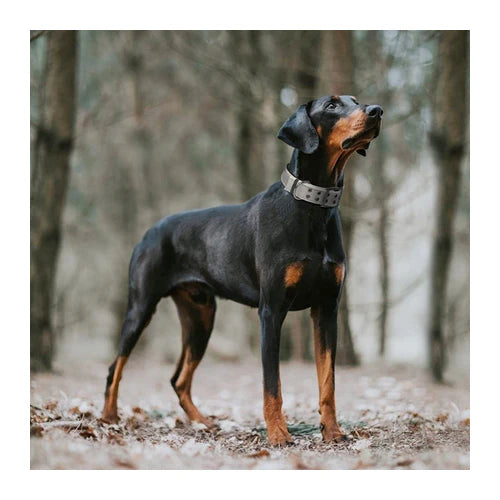 Fida Heavy Duty Reflective Dog Collar - product detail 7