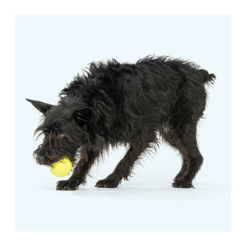 West Paw Jive Dog Ball - product detail 11