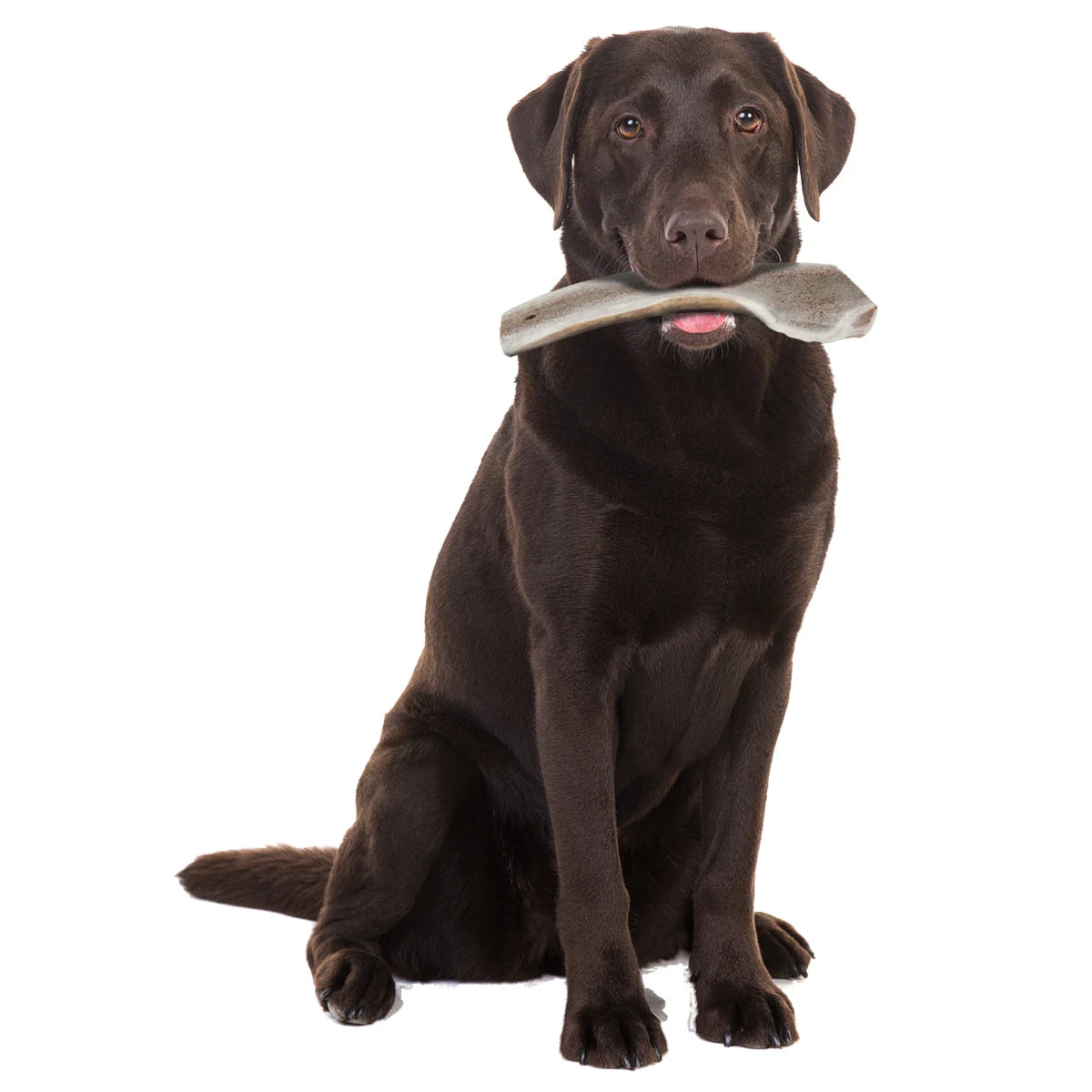 Zolux Natural Deer Antler Easy for Dogs Under 20 kg - additional product view