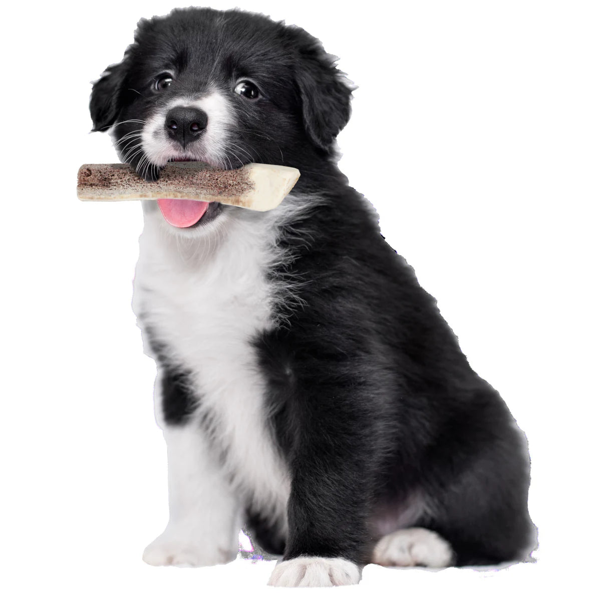 Zolux Natural Deer Antler for Puppy - additional product view