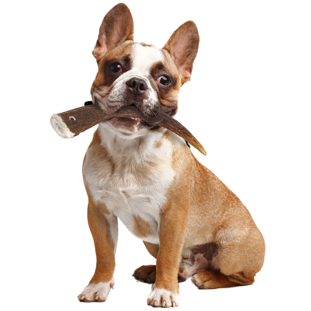 Zolux Natural Deer Antler Hard for Dogs Under 15 kg - additional product view