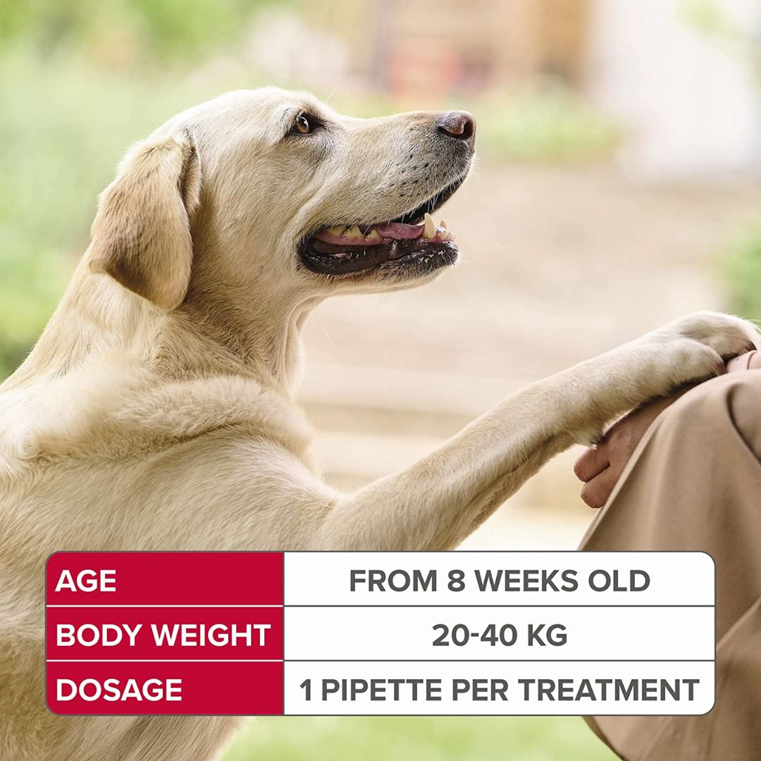 Beaphar Fiprotec Spot On For Large Dogs - product image 4