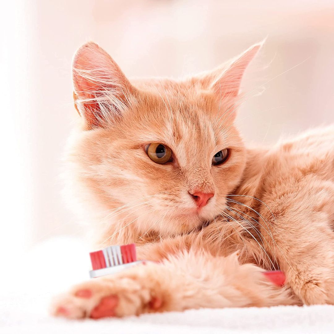 Beaphar Toothbrush For Dogs and Cats - product image 3