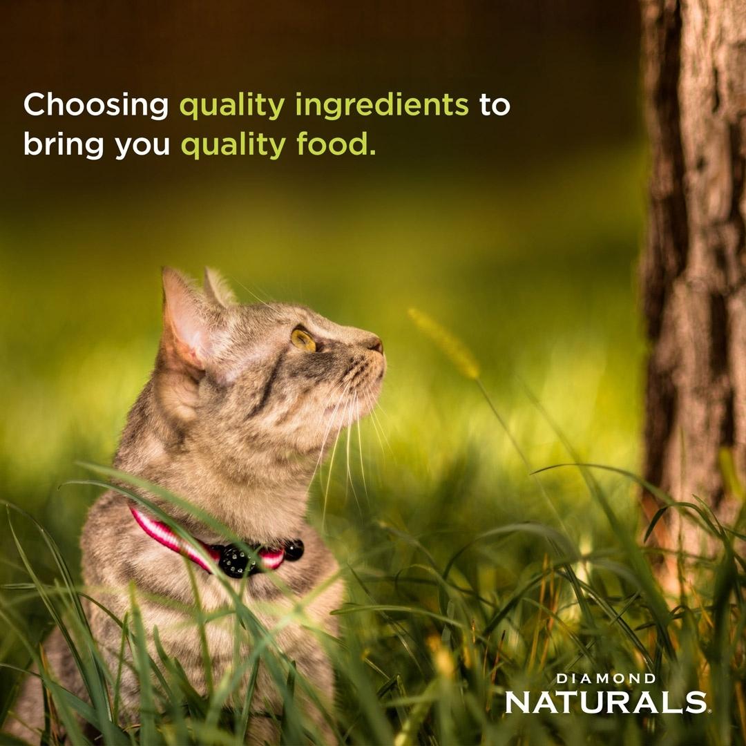 Diamond Naturals Active Cat Chicken Meal & Rice Food - product image 4