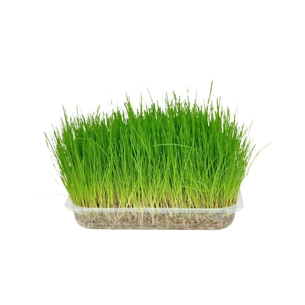 Flamingo Cat Grass Seed Herbal Treat - Natural Hairball Prevention for Cats in Dubai.
