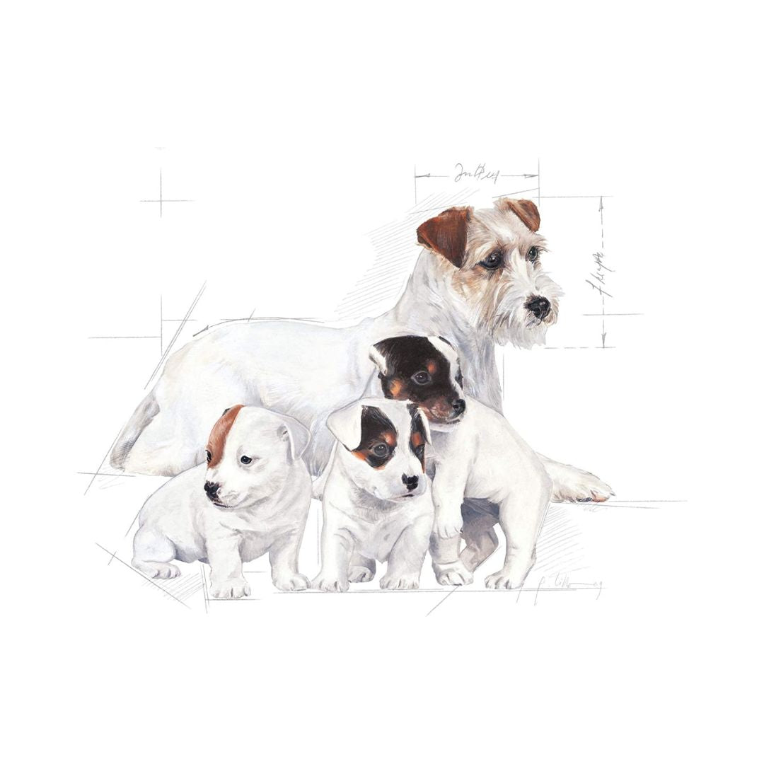 Royal Canin Babydog Milk Complete milk replacer feed for dogs - puppies from birth to weaning (0-2 months) 3.