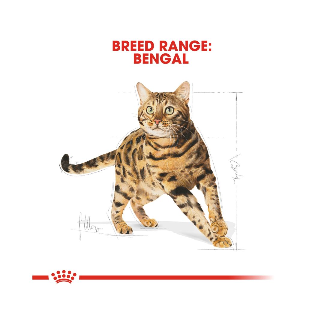 Royal Canin Bengal Adult Cat Dry Food - 2kg pack.