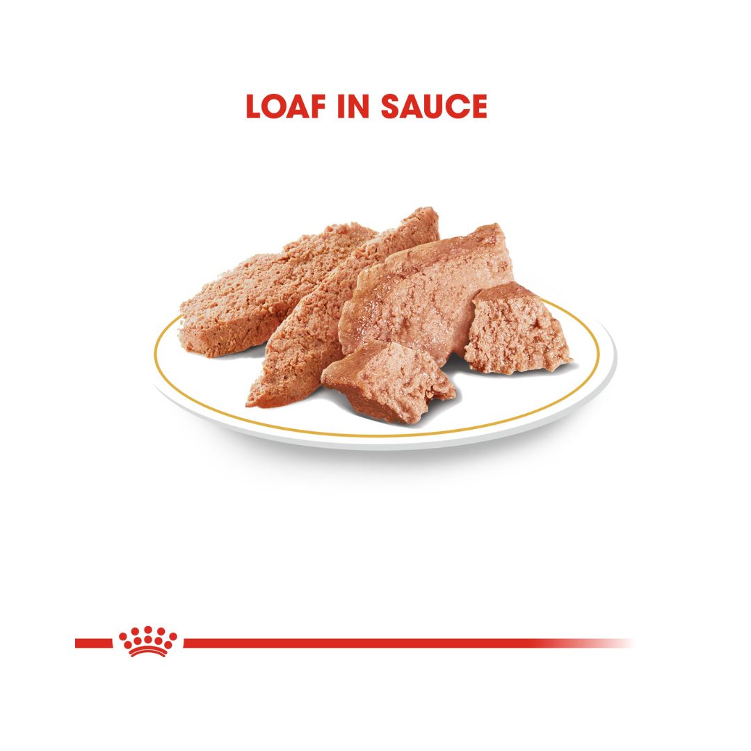 Royal Canin Chihuahua Adult Dog Wet Food - Actual Loaf in Sauce