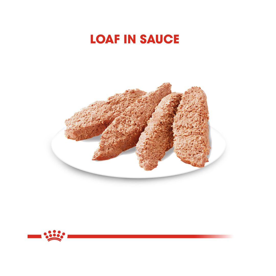 Royal Canin Digestive Care Dog Wet Food - Wet food for adult dogs with digestive sensitivity - Loaf in Sauce
