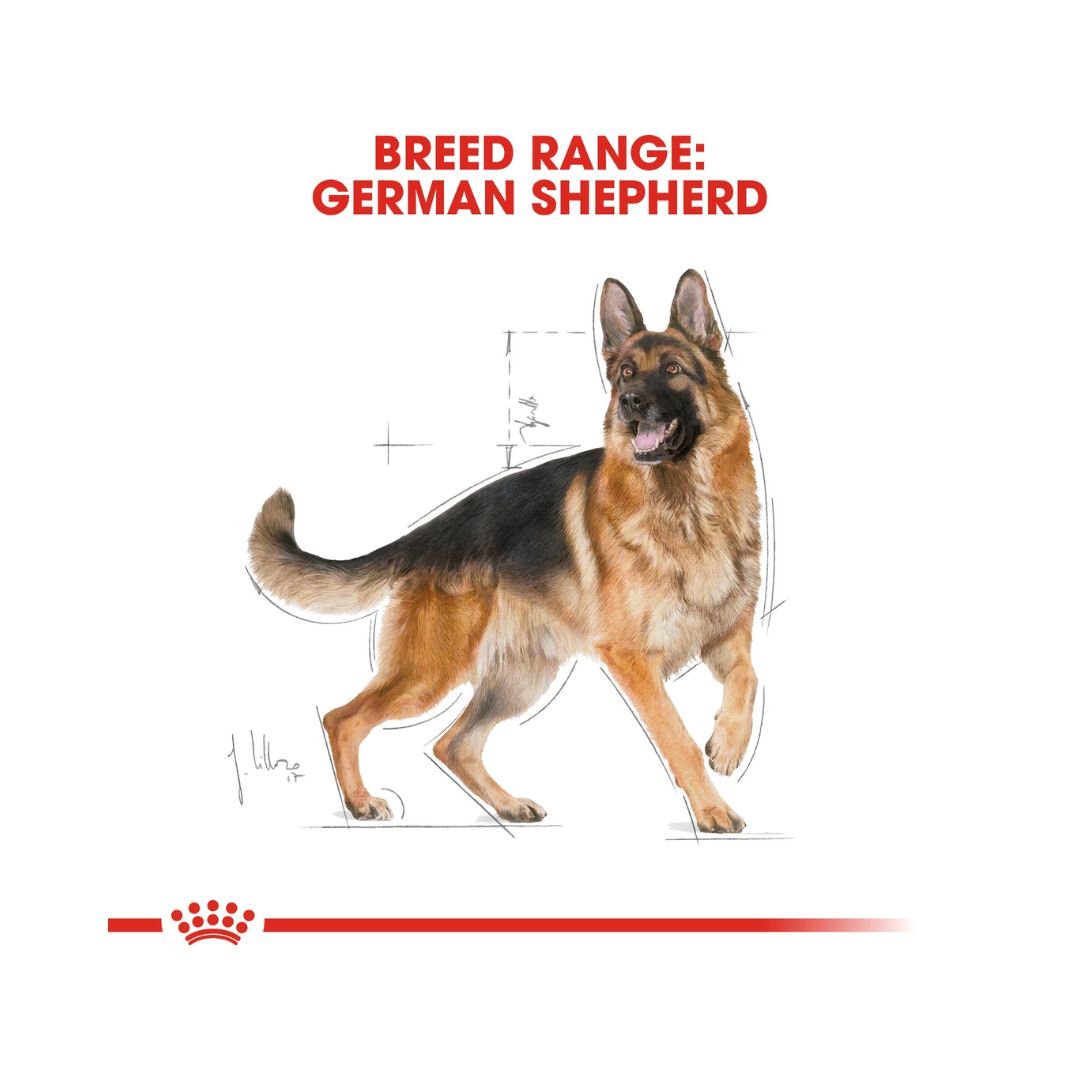 Royal Canin German Shepherd Adult Dog Dry Food Front Bag - AD.