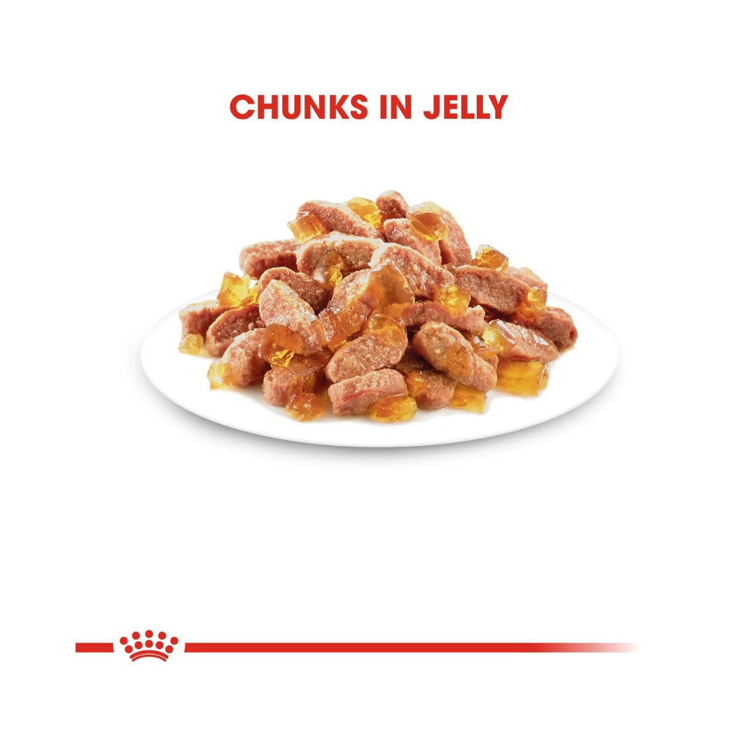 Royal Canin Kitten Jelly Wet Food - Kibble Size