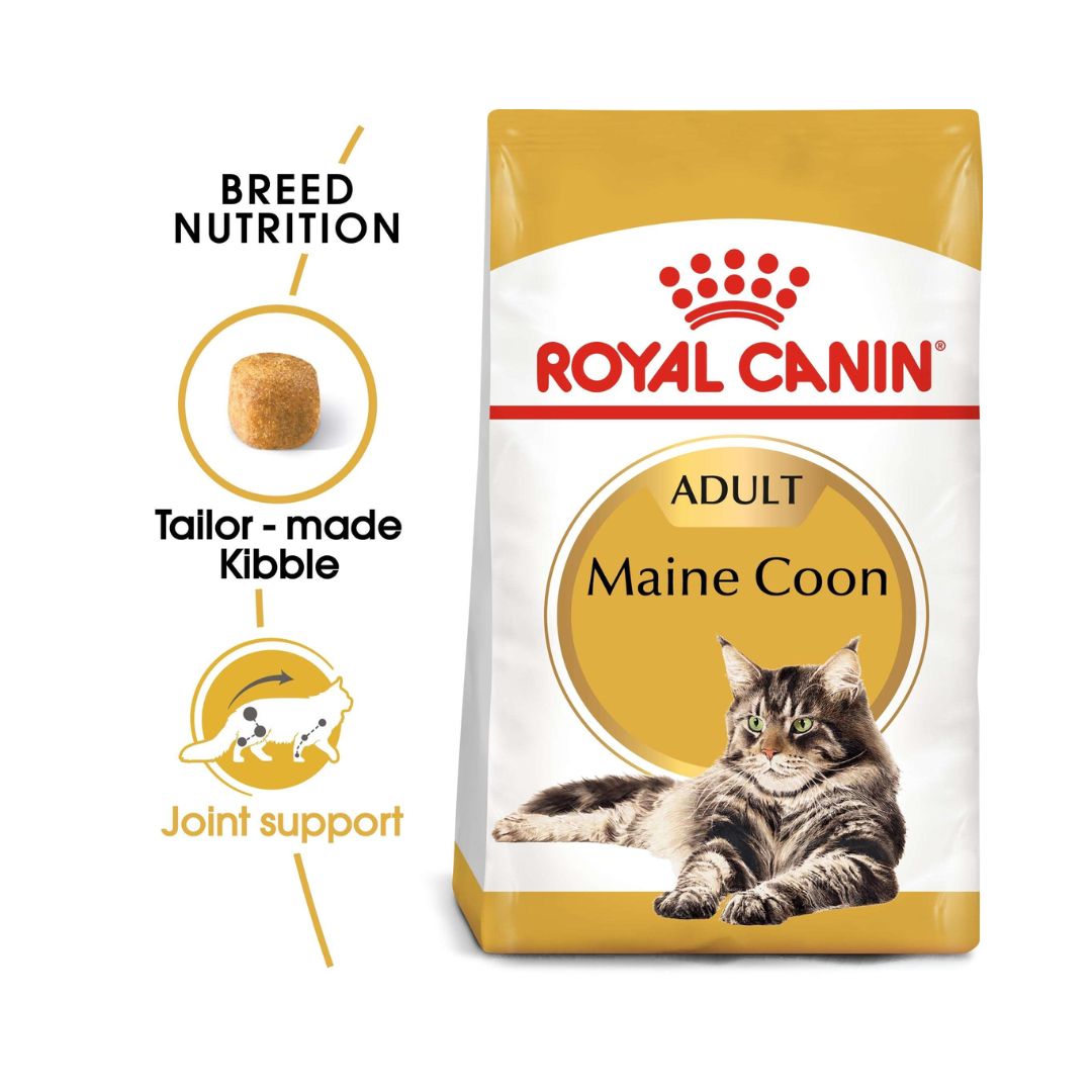 Royal Canin Maine Coon adult cat dry food for adult Maine Coon cats over 15 months old is specially formulated with the needs of this particular breed in mind 2ROYAL CANIN® Maine Coon Adult Cat Dry Food - Tailored nutrition for Maine Coon cats. Supports joint, dental, urinary, and cardiac health. Benefits