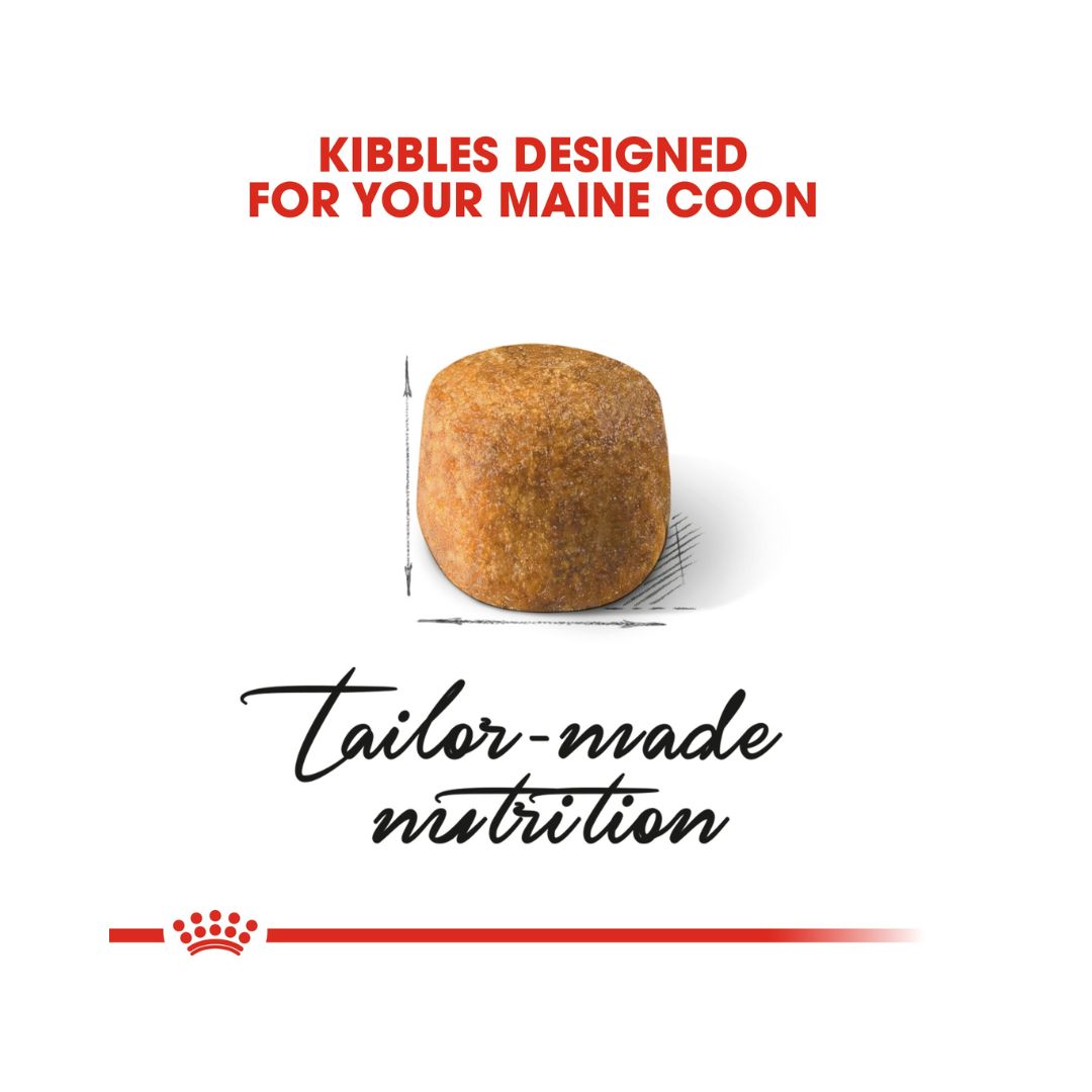 Royal Canin Maine Coon adult cat dry food for adult Maine Coon cats over 15 months old is specially formulated with the needs of this particular breed in mind 2ROYAL CANIN® Maine Coon Adult Cat Dry Food - Tailored nutrition for Maine Coon cats. Supports joint, dental, urinary, and cardiac health. Kibble Size
