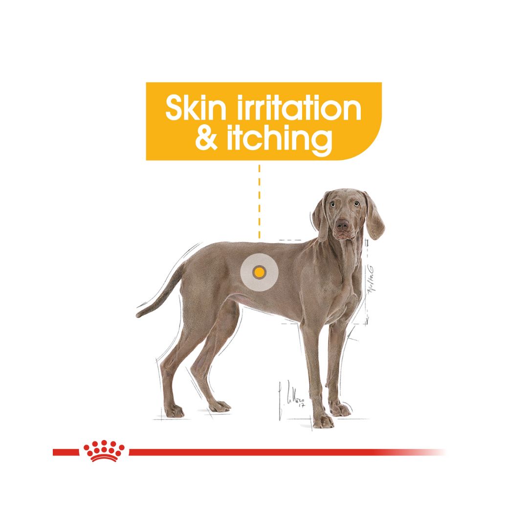 Royal Canin Maxi Dermacomfort Dog Dry Food Complete feed for adult dogs and sizeable mature breed dogs (from 26 to 44 kg) Over 15 months old with Dogs prone to skin irritation and itching 2.