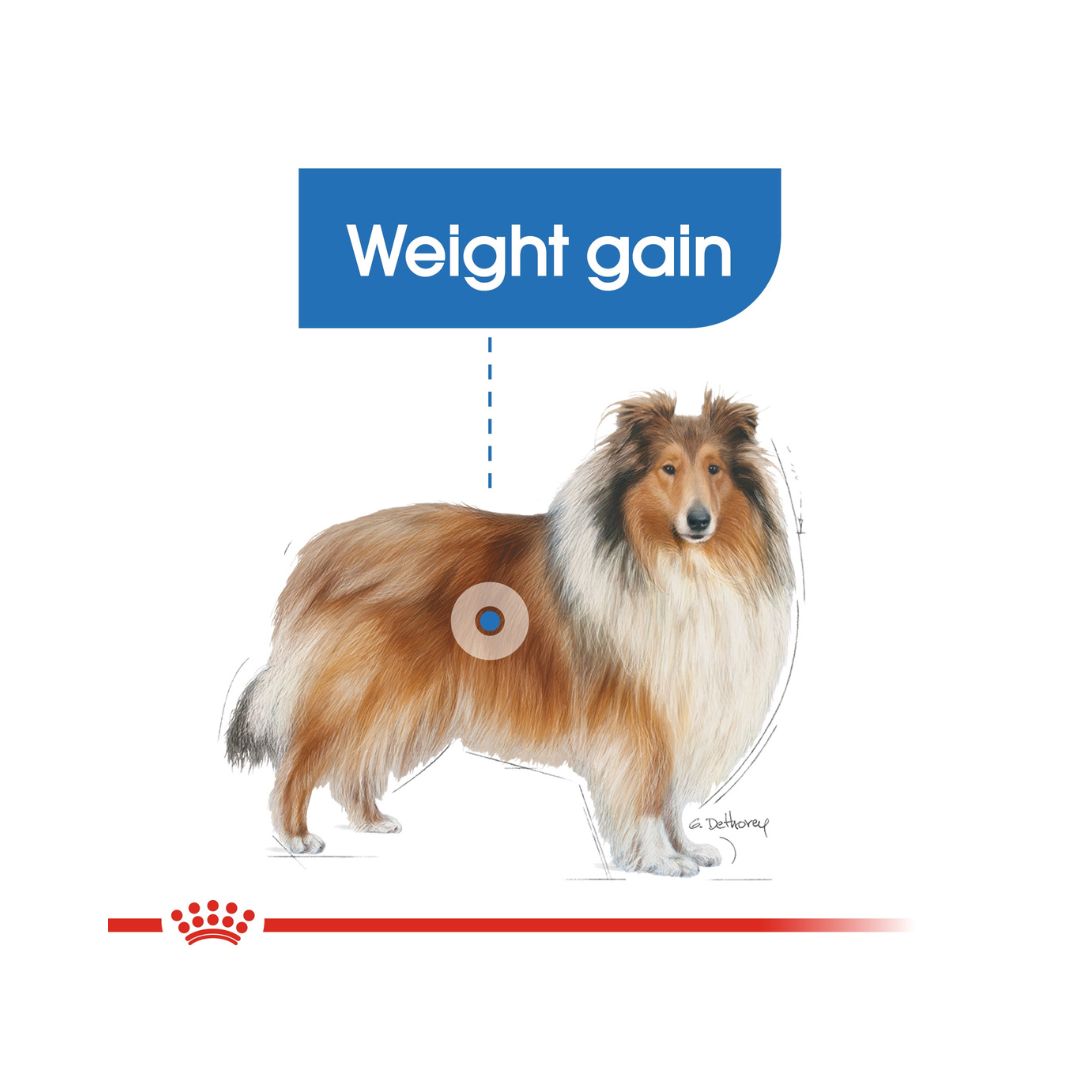 Royal Canin Maxi Light Weight Care Dog dry Food Complete feed for adult dogs and mature large breed dogs from 26 to 44 kg and over 15 months old, For dogs with a tendency to gain weight 3.