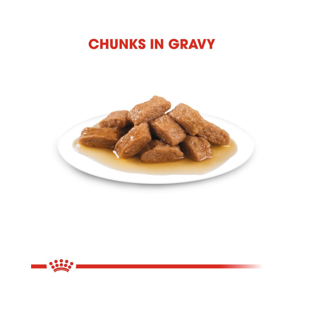 Royal Canin Medium Adult Dog Gravy Wet Food - Wet food in gravy for medium-sized adult dogs Chunks in Gravy