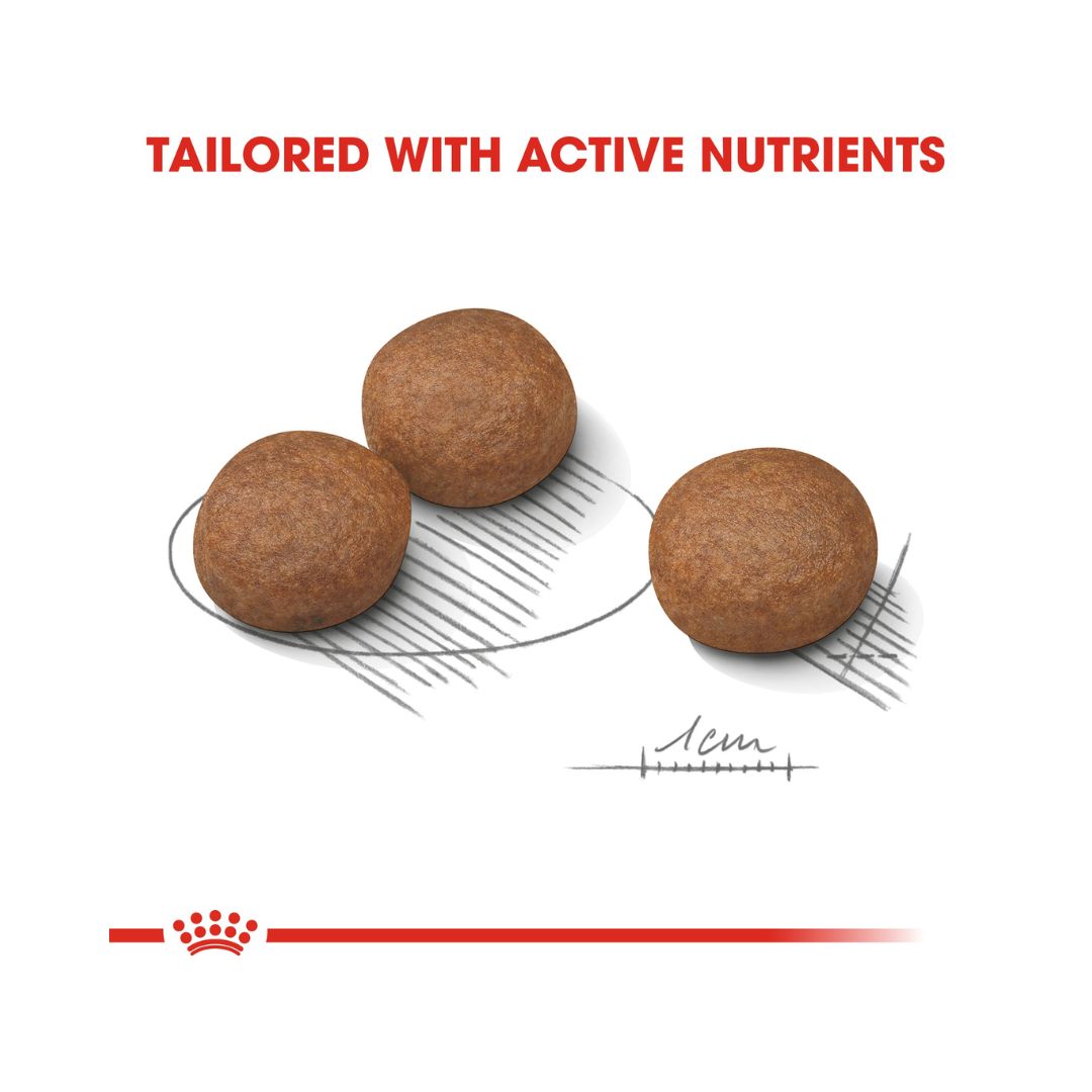 Royal Canin Medium Digestive Care Dog Dry Food - Kibble Size