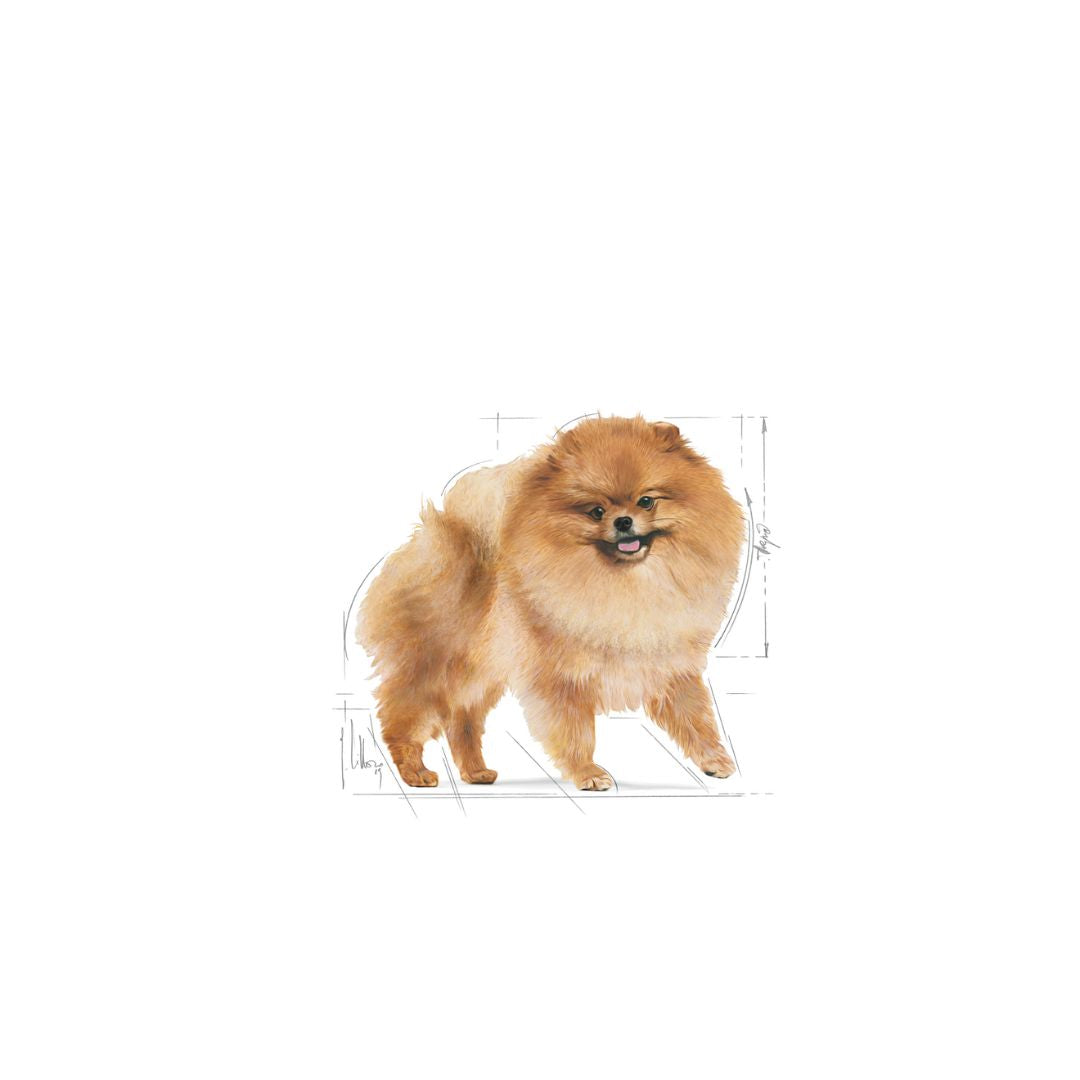 Royal Canin Pomeranian Adult Dog Dry Food Complete feed is especially for adult and mature Pomeranians over eight months old 4.