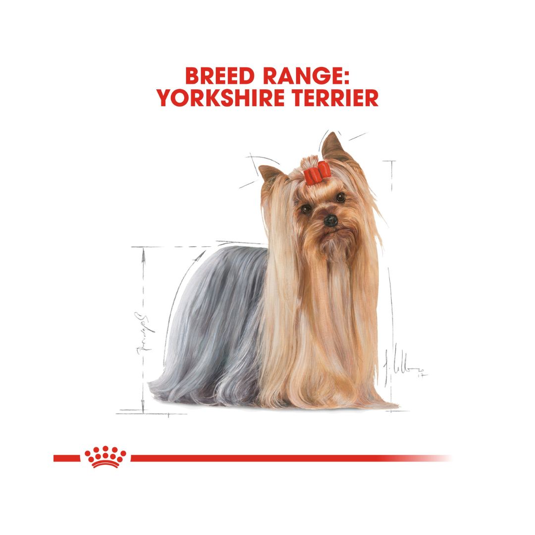 ROYAL CANIN® Yorkshire Terrier in Loaf - AD