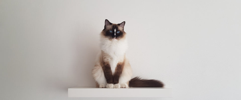 Unveiling the Finest Royal Canin Cat Food in the UAE: A Whisker-Licking Feast for Your Feline Friend