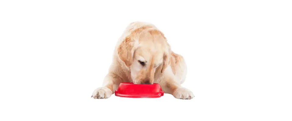 Dog enjoying a meal with delicious dog food topper for enhanced nutrition and flavor