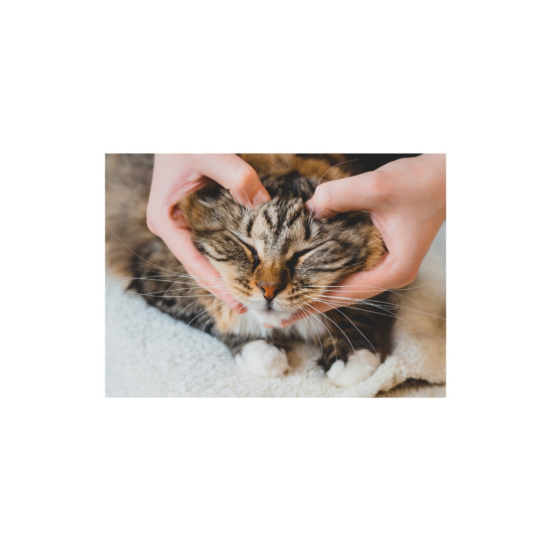 View of Cat Stress & Anxiety Products in Dubai | Soothe Your Feline's Worries ...