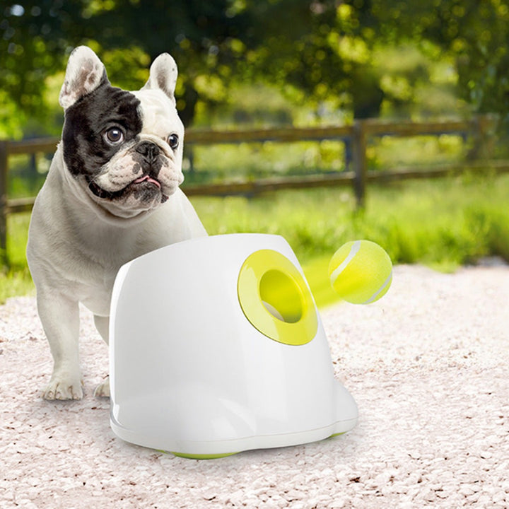 All For Paws Interactive Hyper Fetch Mini Dog Toy - the perfect throwing toy for your furry friend. We all know how much dogs love to play fetch Full.