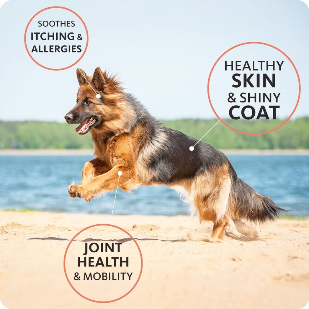 Brilliant Salmon Oil benefits for dogs and cats