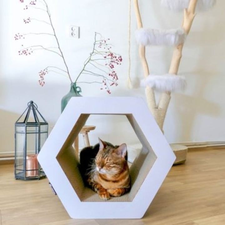 District 70 Hexa Cardboard Cat Scratcher - Full with a Cat