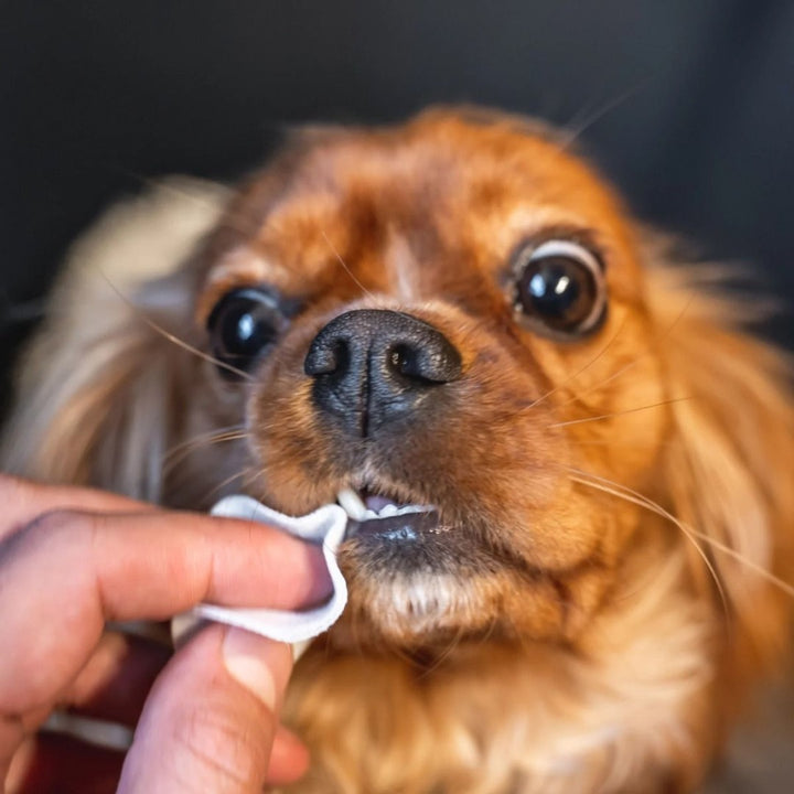 DogsLife Dog Dental Wipes - Used with Dog
