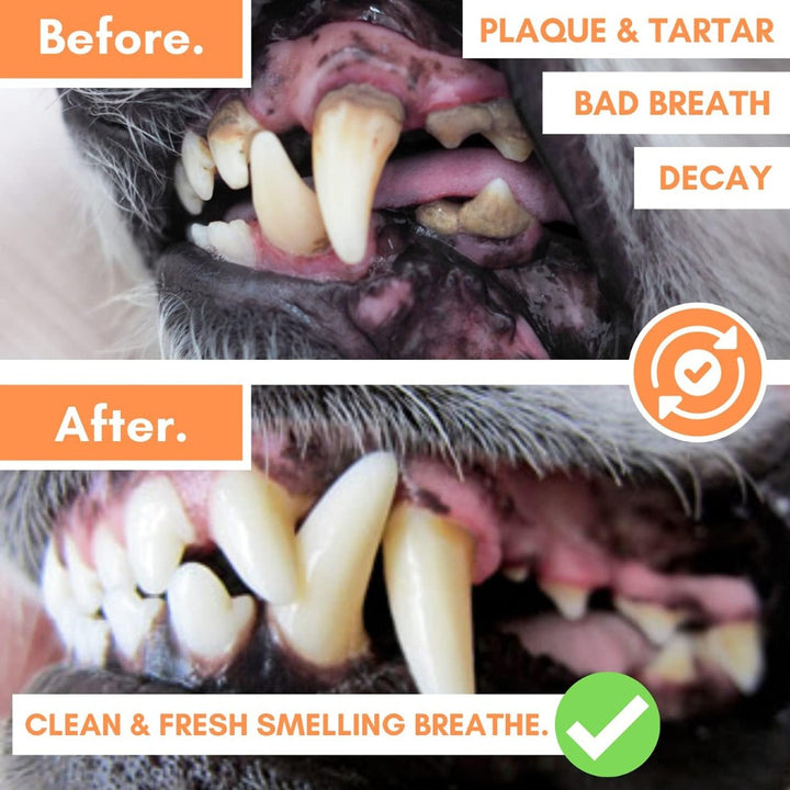 DogsLife Dog Silicone Finger Dental Brushes - Before and After 