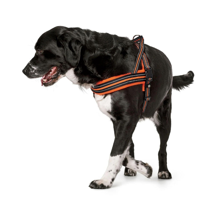 Hunter Norwegian Meldal Dog Harness - Orange Size