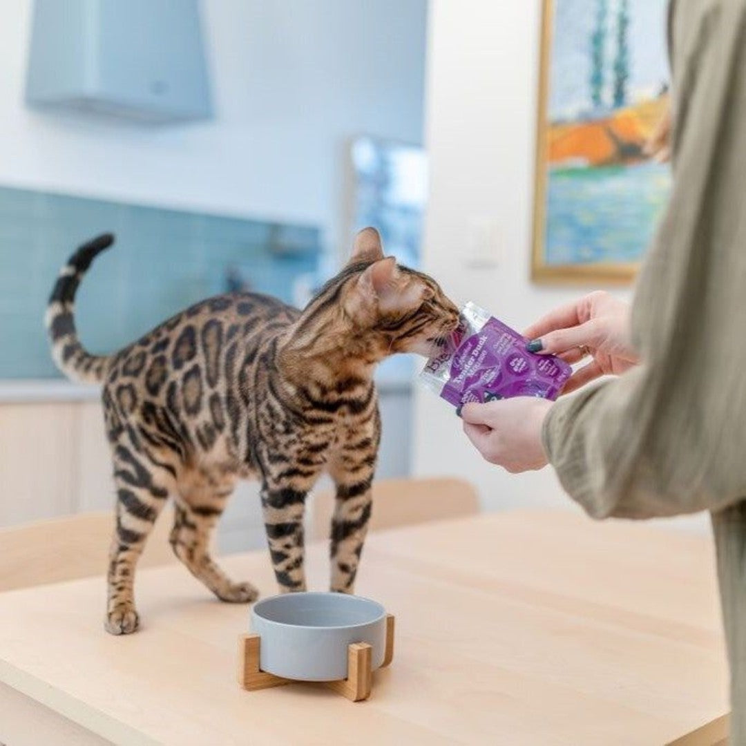 Little Big Paw Gourmet Tender Duck Mousse Cat Wet Food - Premium British Duck & Chicken, Grain-Free, for All Life Stages in Dubai, 85g - AD