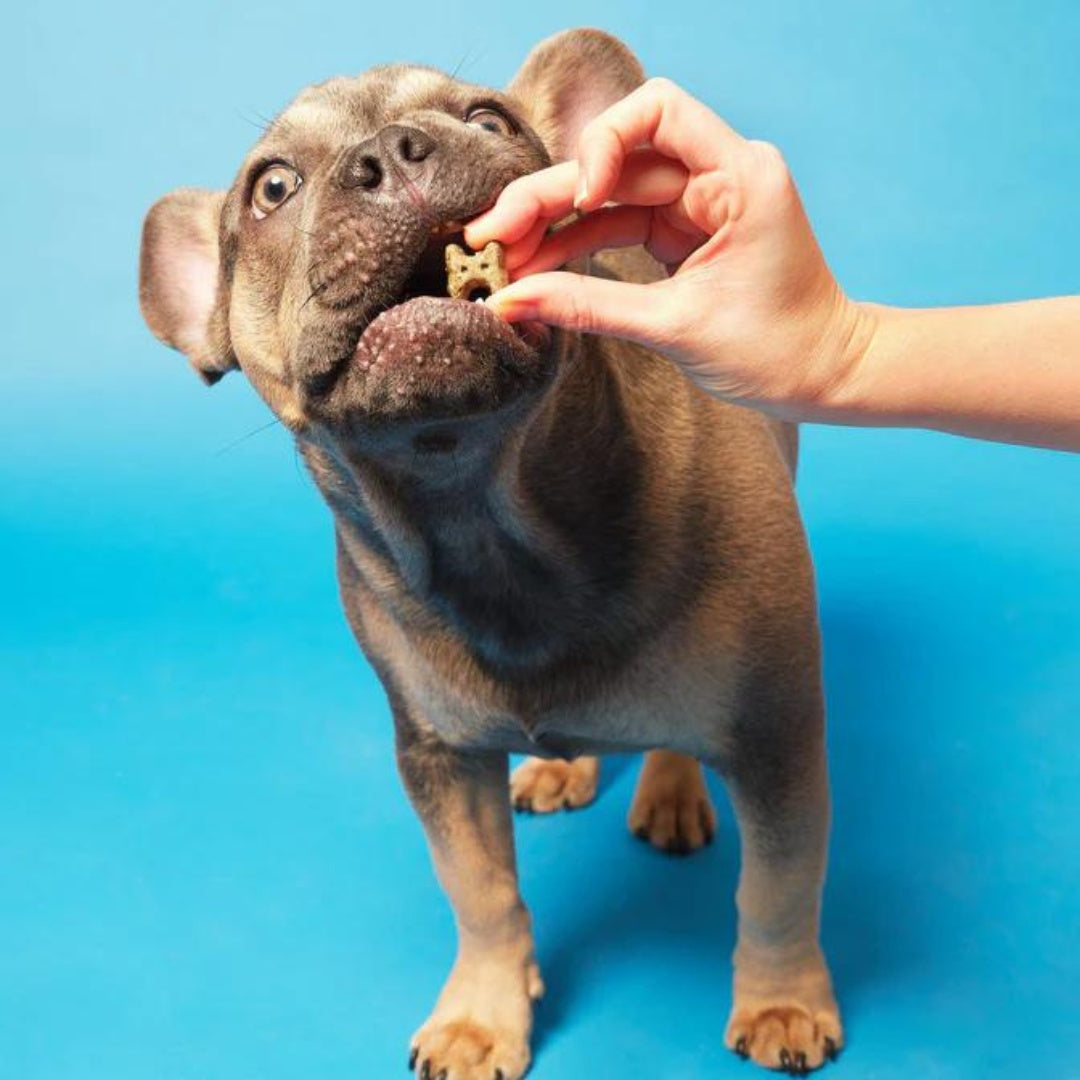 Pooch & Mutt Health & Digestion Mini-Bone Dog Treats - AD1