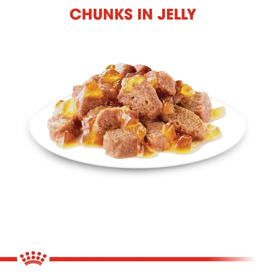 Royal Canin Hair &amp; Skin Care in Jelly Wet Cat Food: Supports healthy skin and coat - Kibbles Size 