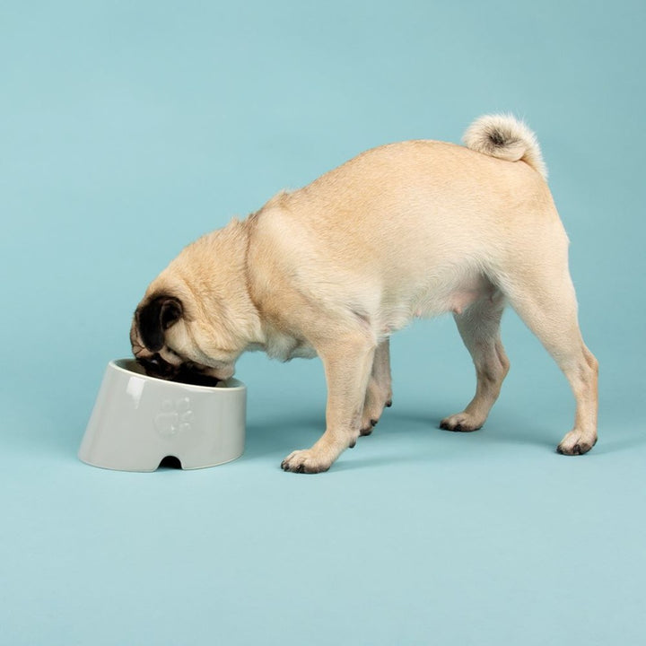 Elevate your pet's dining experience with the Scruffs Icon Flat-Faced Dog Bowl – where style meets substance, and your furry friend's comfort takes center stage.